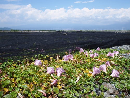 空振りしたけど いい所見つけた！！　桜えび干しと富士山と滑空所