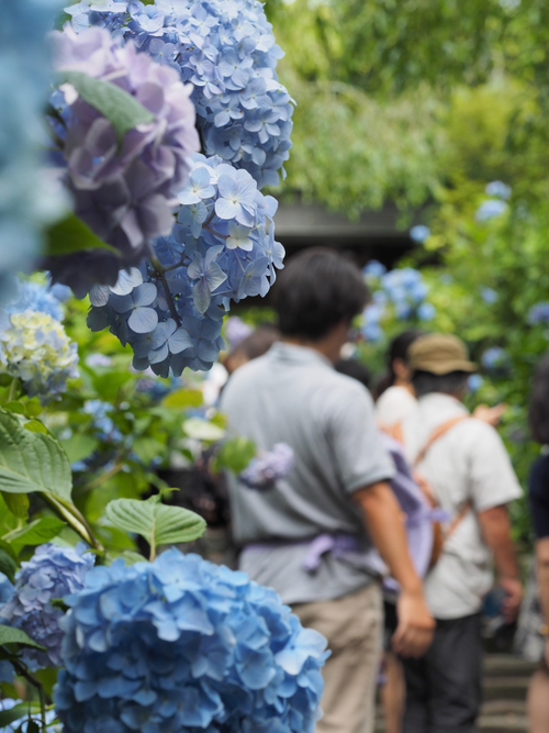 美しい明月院ブルー　鎌倉あじさい寺（ｆｏｔｏ 13枚）