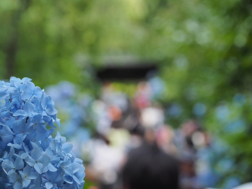 美しい明月院ブルー　鎌倉あじさい寺（ｆｏｔｏ 13枚）