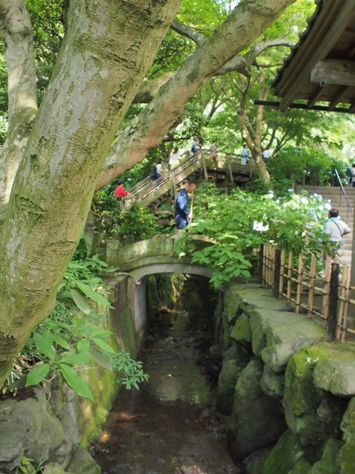 美しい明月院ブルー　鎌倉あじさい寺（ｆｏｔｏ 13枚）