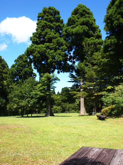 箱根　やすらぎの森で森林浴しながら散策