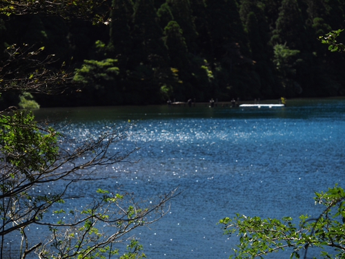 箱根　やすらぎの森で森林浴しながら散策