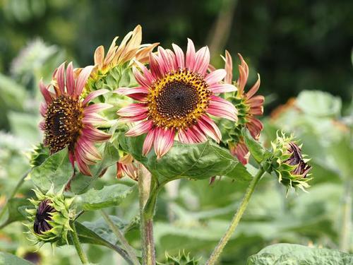 ひまわり♪　神奈川県立フラワーセンター大船植物園