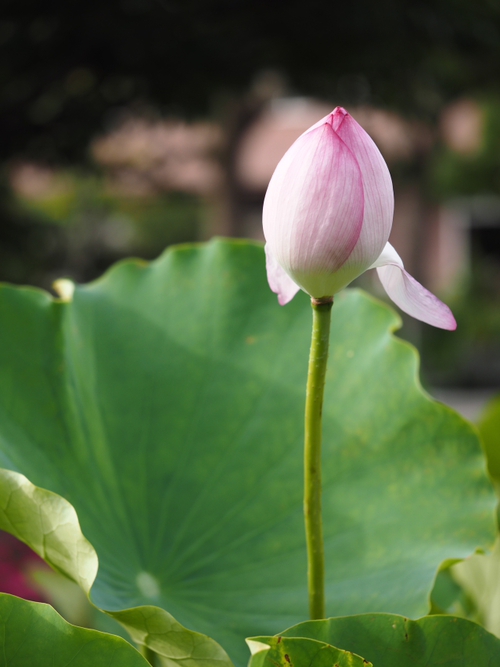 ハスの花　七変化　神奈川県立フラワーセンター大船植物園