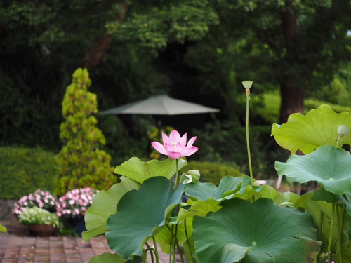 ハスの花　七変化　神奈川県立フラワーセンター大船植物園