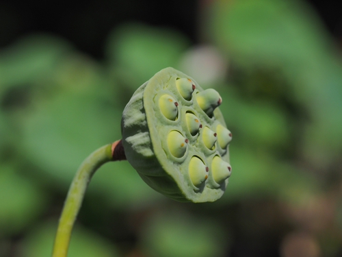 ハスの花　七変化　神奈川県立フラワーセンター大船植物園