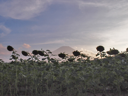 気になるあいつ♪　夏に終わりを告げたひまわりと富士山　花の都公園