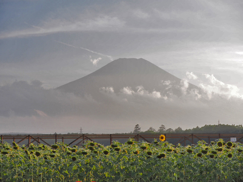 気になるあいつ♪　夏に終わりを告げたひまわりと富士山　花の都公園