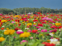 百日草と富士山♪　　花の都公園
