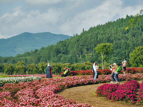 見頃のサンパチェンスと富士山　花の都公園