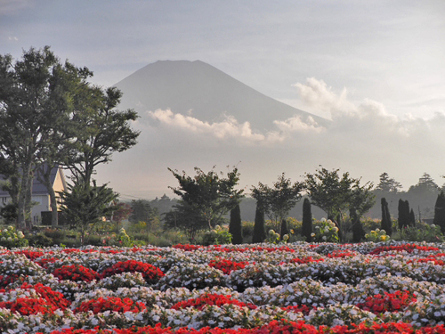 見頃のサンパチェンスと富士山　花の都公園