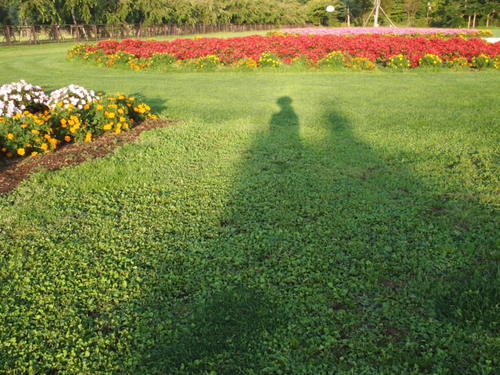 見頃のサンパチェンスと富士山　花の都公園