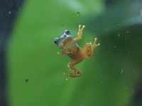 日本一のカエル館♪　　あわしまマリンパーク
