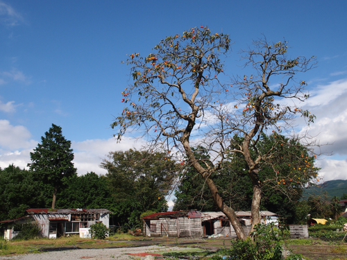 秋の風景♪　柿の木と青空とジャンクな小屋