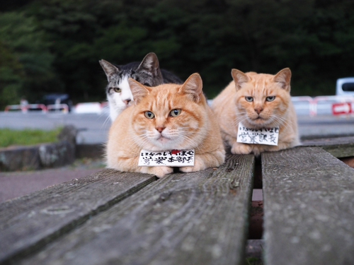 芦ノ湖のボート屋の猫達・・・・・　出逢った猫ちゃんシリーズ