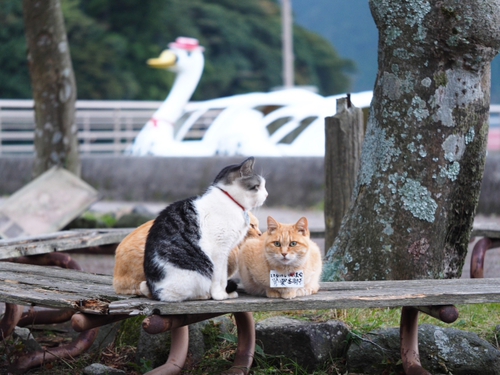 芦ノ湖のボート屋の猫達・・・・・　出逢った猫ちゃんシリーズ