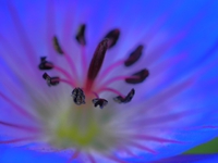 10月のかなガーデン　ファジーな　花ｆｏｔｏ