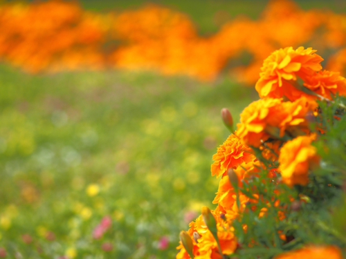 10月中旬の小田原フラワーガーデンの花