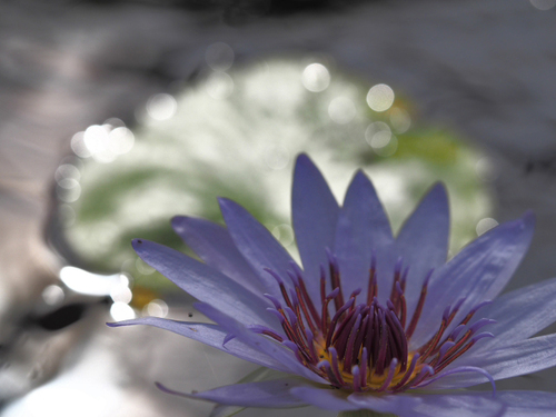 10月中旬の小田原フラワーガーデンの花