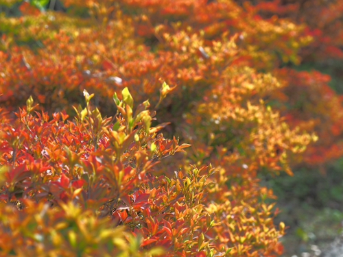 10月中旬の小田原フラワーガーデンの花