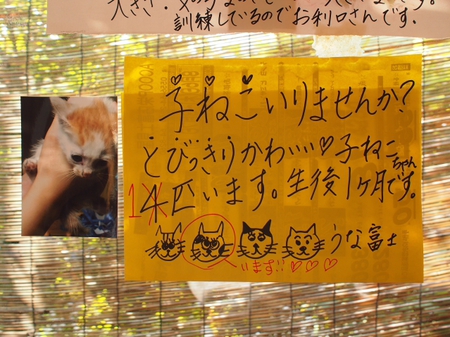国道５２号　こんな所でまさかのうなぎ屋さん　うな富士