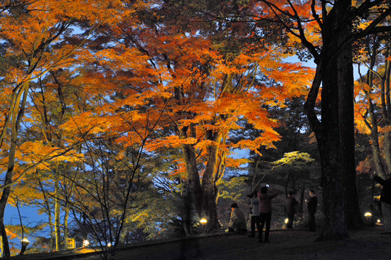 妖しく燃える赤♪　山中湖夕焼けの渚　紅葉まつり　ライトアップ　プチ紅葉情報2015