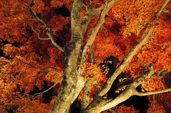 妖しく燃える赤♪　山中湖夕焼けの渚　紅葉まつり　ライトアップ　プチ紅葉情報2015