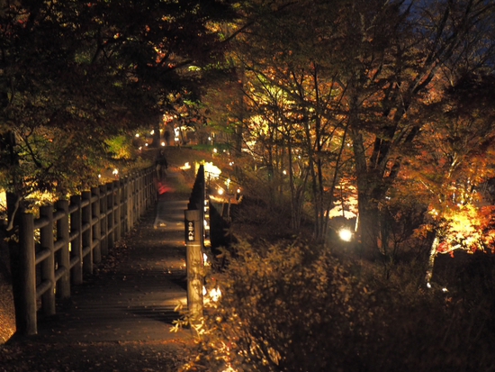 妖しく燃える赤♪　山中湖夕焼けの渚　紅葉まつり　ライトアップ　プチ紅葉情報2015