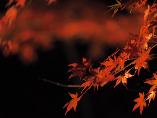 妖しく燃える赤♪　山中湖夕焼けの渚　紅葉まつり　ライトアップ　プチ紅葉情報2015