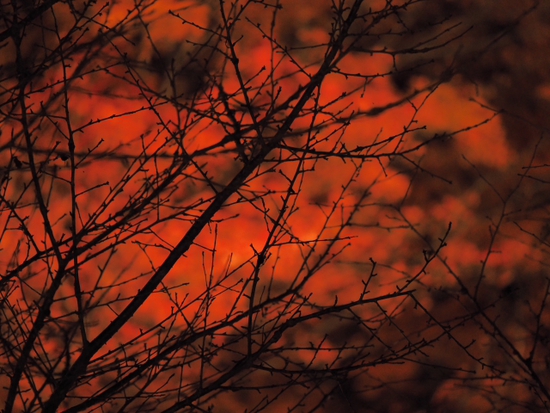 妖しく燃える赤♪　山中湖夕焼けの渚　紅葉まつり　ライトアップ　プチ紅葉情報2015