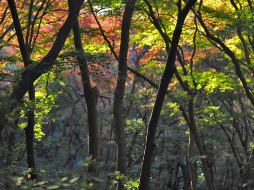 鎌倉で　紅葉が一番綺麗だという　隠れた名所　獅子舞の谷　プチ紅葉情報2015