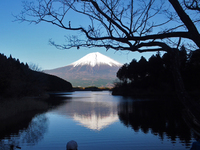 田貫湖の逆さ富士　一足遅すぎた紅葉越しの富士山