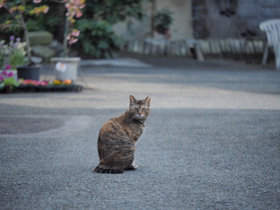 きりっ！！！！　　出逢った猫ちゃんシリーズ