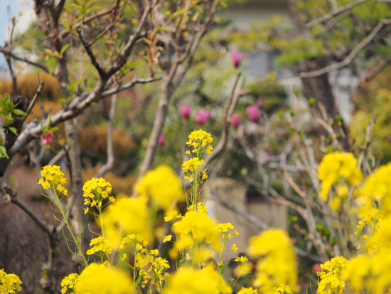 菜の花が・・・・・