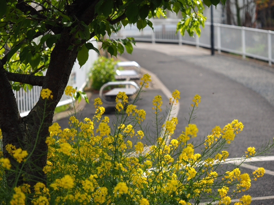 菜の花が・・・・・