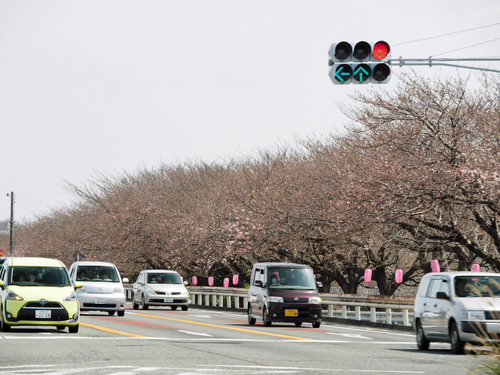 国1沿線　沼川沿いの桜は　まだ咲き始めたばかり　3月31日の様子