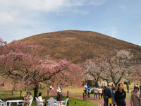 しだれ桜はこれから・・・　色々な種類の桜が楽しめる　伊豆高原　さくらの里　昼の部　