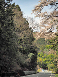 伊豆スカイラインの桜