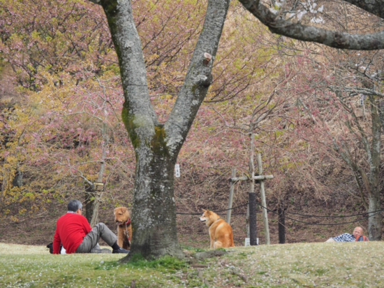 舞い散る桜の木下で・・・　ほのぼのワンちゃん　　伊豆高原　さくらの里