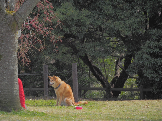 舞い散る桜の木下で・・・　ほのぼのワンちゃん　　伊豆高原　さくらの里