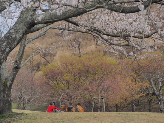 舞い散る桜の木下で・・・　ほのぼのワンちゃん　　伊豆高原　さくらの里