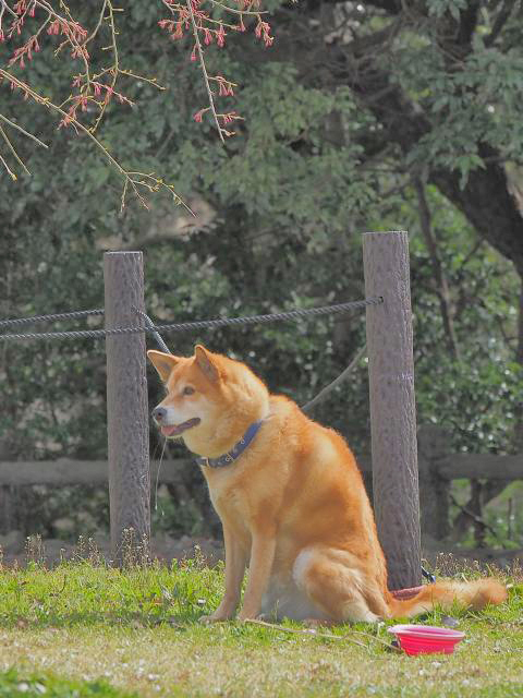 舞い散る桜の木下で・・・　ほのぼのワンちゃん　　伊豆高原　さくらの里
