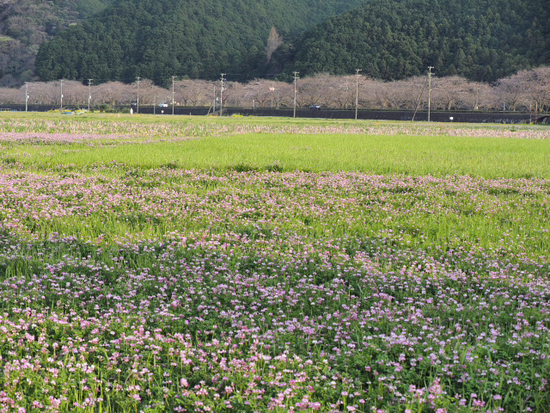 おススメ　桜が咲いたら見事だろうな～　お花畑になった田んぼと那賀川堤の桜並木のコラボ　　松崎町　