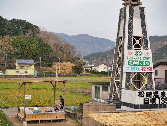 おススメ　桜が咲いたら見事だろうな～　お花畑になった田んぼと那賀川堤の桜並木のコラボ　　松崎町　