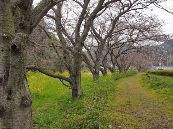 おススメ　桜が咲いたら見事だろうな～　お花畑になった田んぼと那賀川堤の桜並木のコラボ　　松崎町　