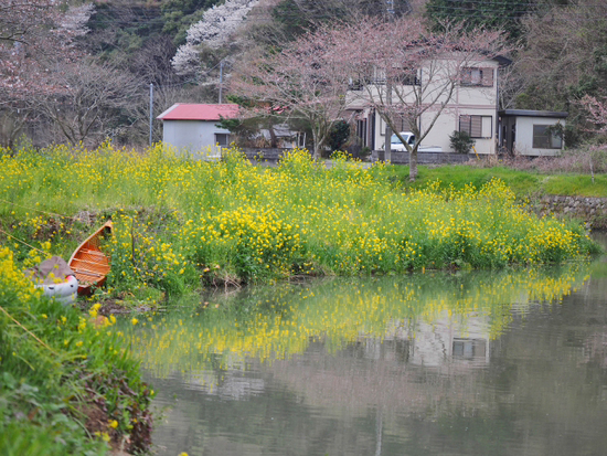 おススメ　桜が咲いたら見事だろうな～　お花畑になった田んぼと那賀川堤の桜並木のコラボ　　松崎町　