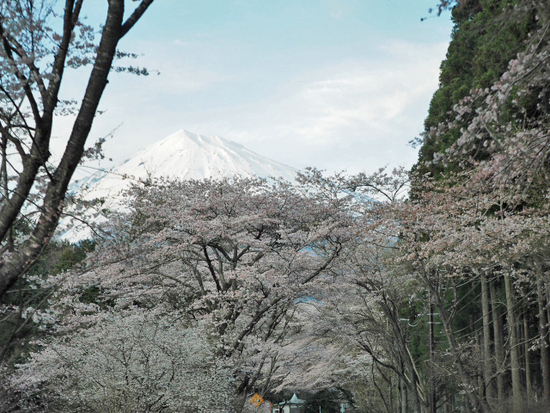 ドライブルートにおススメ　富士山と山宮付近のさくら並木　県道180号　富士山スカイライン　