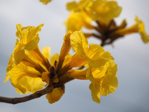 今年も咲き始めてます♪　家の近所の花便り