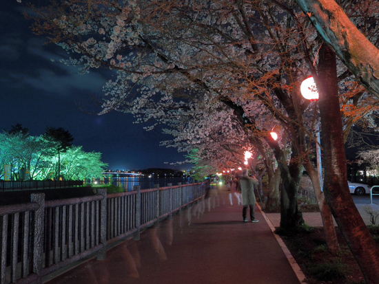 不思議画像　　夜桜ライトアップ　河口湖の桜　Ｎｏ2
