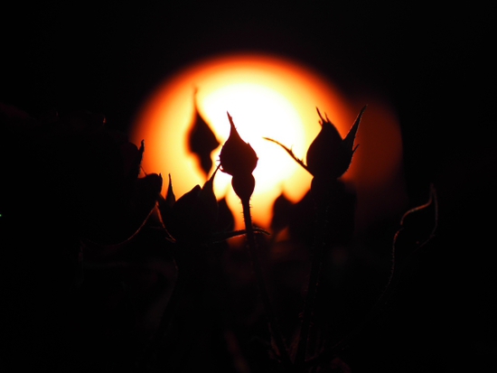 夜の薔薇　　富士市中央公園　ちょいライトアップの話
